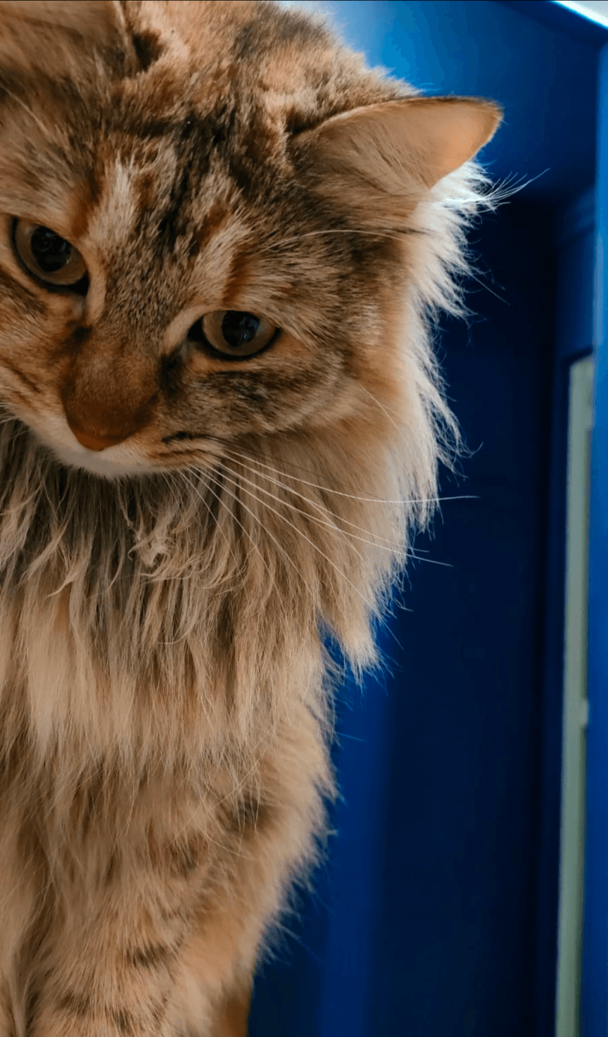 Dopamine, le chat d'Audrey - mascotte de Miss Dopamine massages